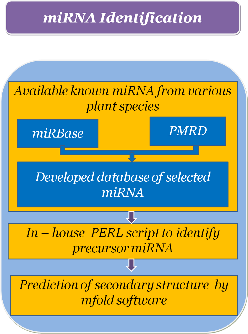 miRNA analysis framework