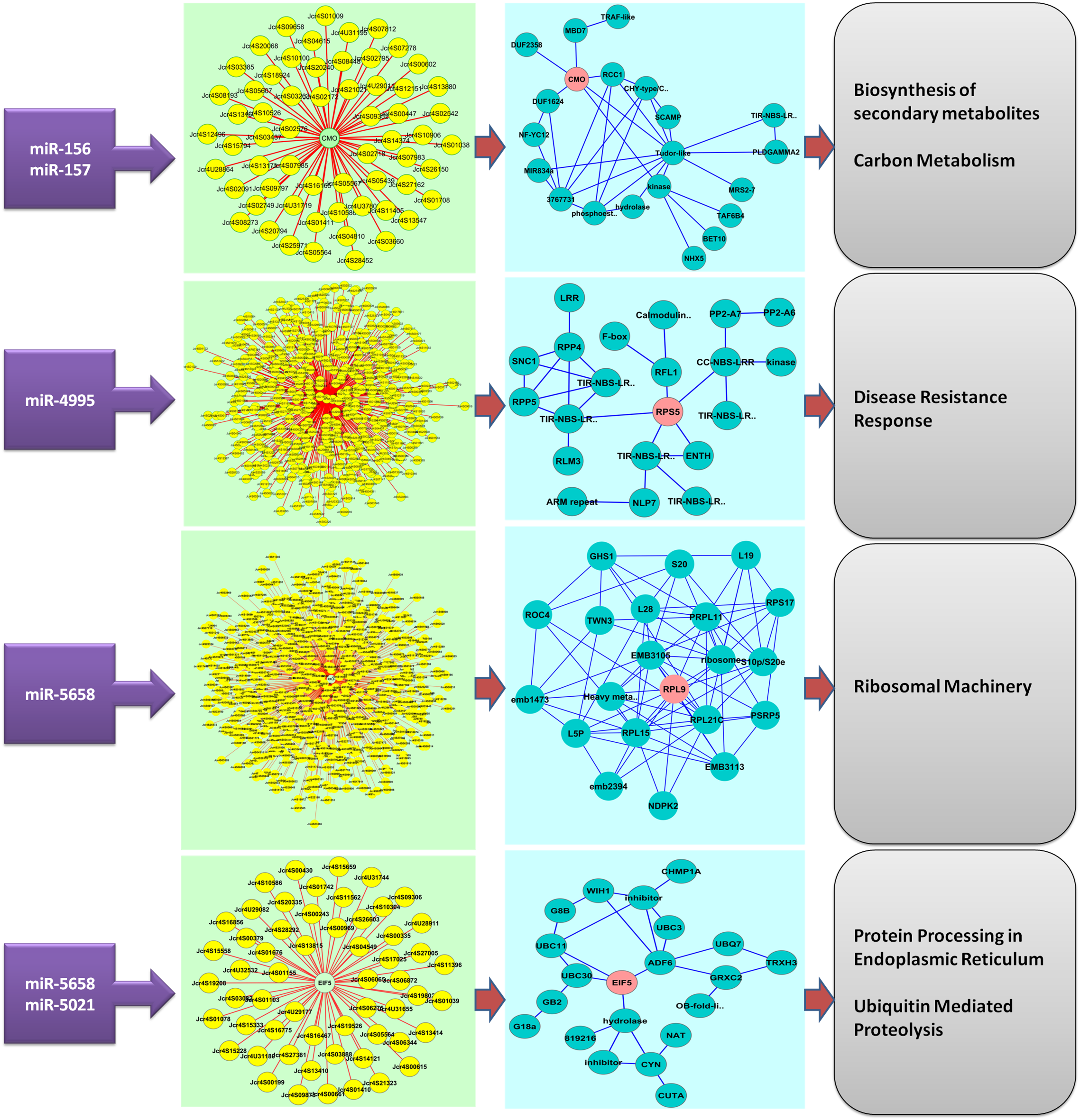 Co-expression Network Analysis