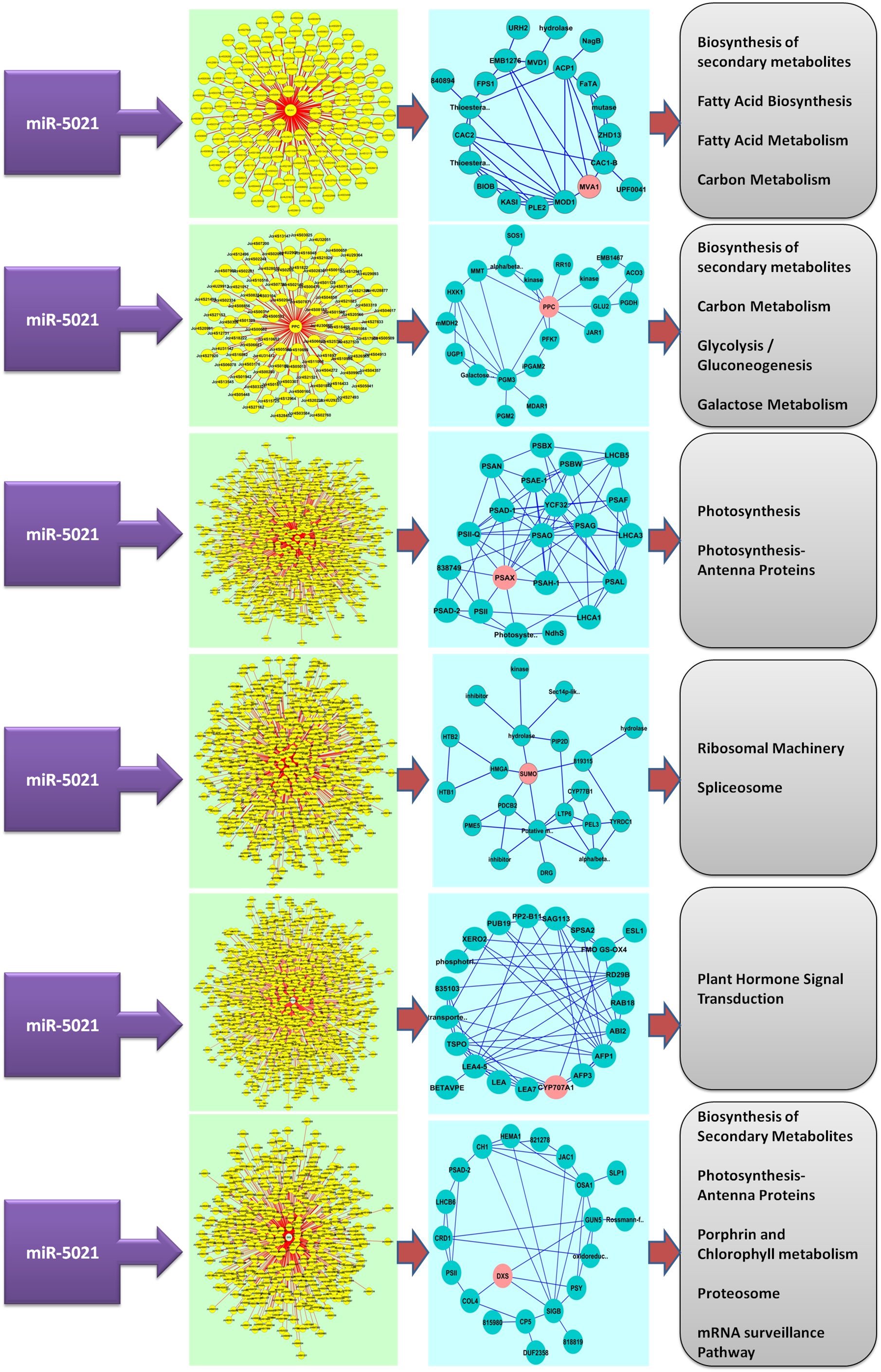 Co-expression Network Analysis